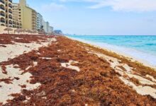 Cancun Area Sargassum Seaweed Updates 2024