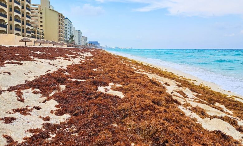 Cancun Area Sargassum Seaweed Updates 2024