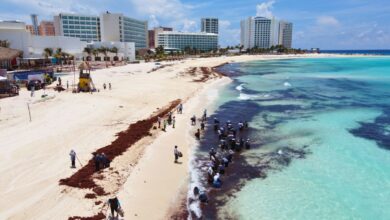 Cancun To Host Summit For Exploring Sargassum's Economic Opportunities