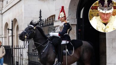 King Charles's guard horse bites tourists posing in the London Museum