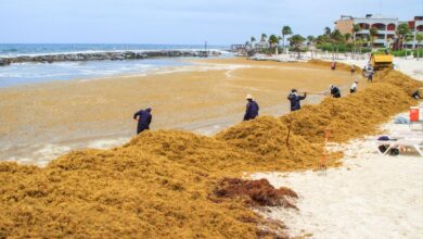 Sargassum Seaweed Invades Playa Del Carmen Beaches After Hurricane Beryl