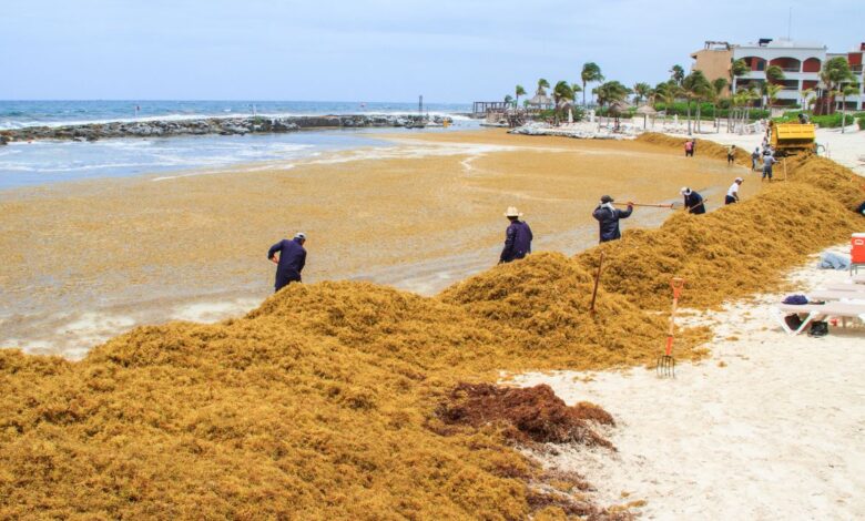 Sargassum Seaweed Invades Playa Del Carmen Beaches After Hurricane Beryl