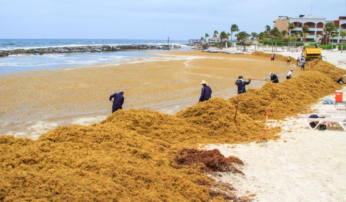 Sargassum Seaweed Invades Playa Del Carmen Beaches After Hurricane Beryl