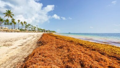 While Cancun Is Sargassum-Free, Punta Cana Is Experiencing Massive Arrivals