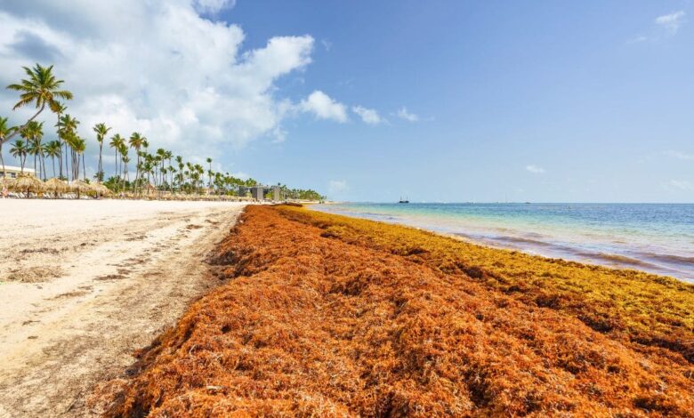 While Cancun Is Sargassum-Free, Punta Cana Is Experiencing Massive Arrivals