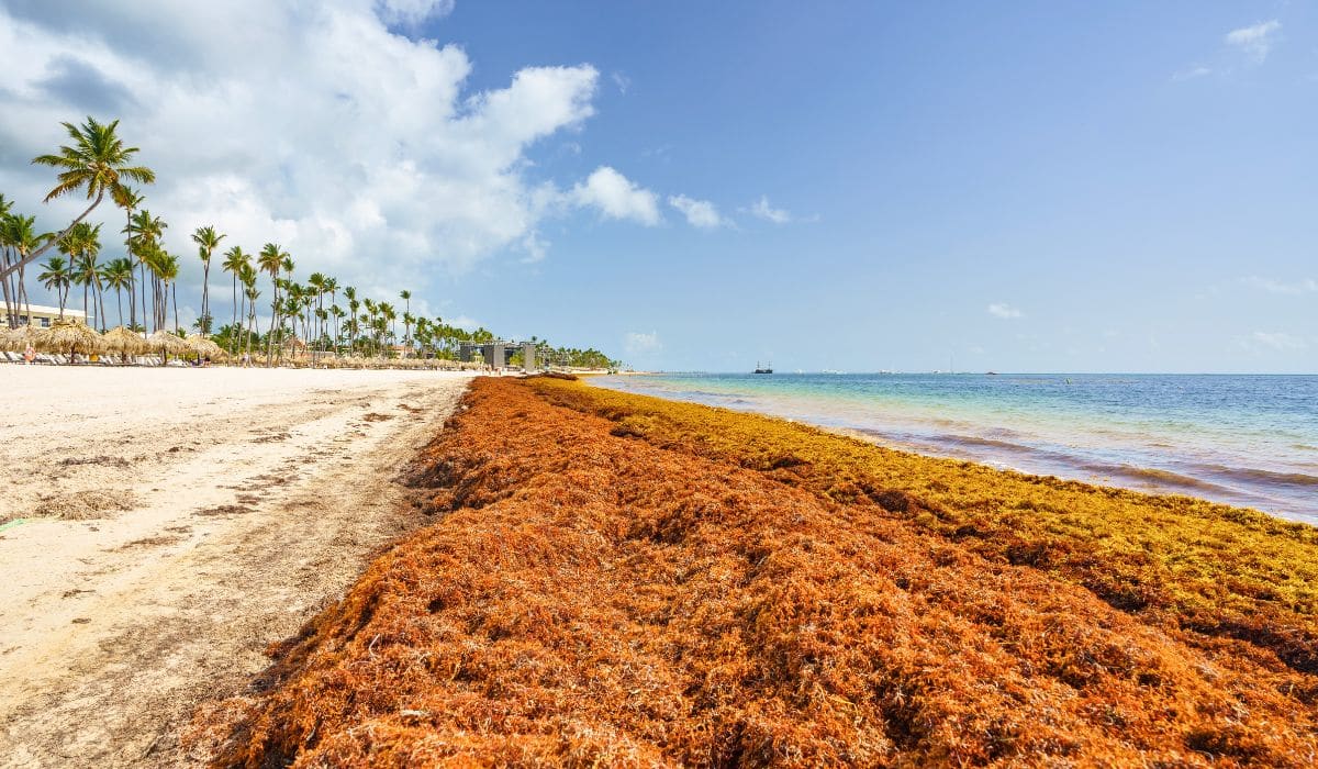 While Cancun Is Sargassum-Free, Punta Cana Is Experiencing Massive Arrivals
