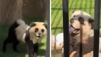 Chinese zoo admits pandas are painted dogs after outrage