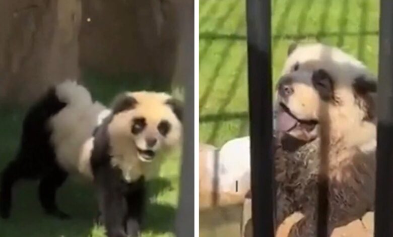 Chinese zoo admits pandas are painted dogs after outrage