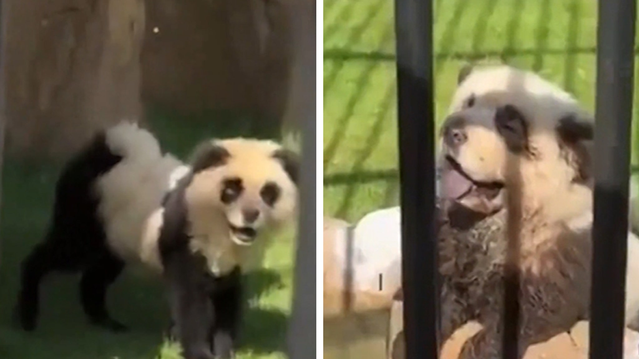 Chinese zoo admits pandas are painted dogs after outrage
