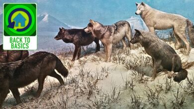 Leader of the pack: How to lead effectively in uncertain times