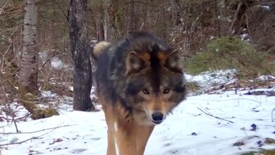 Mystery Beast in Minnesota Woods leaves experts baffled