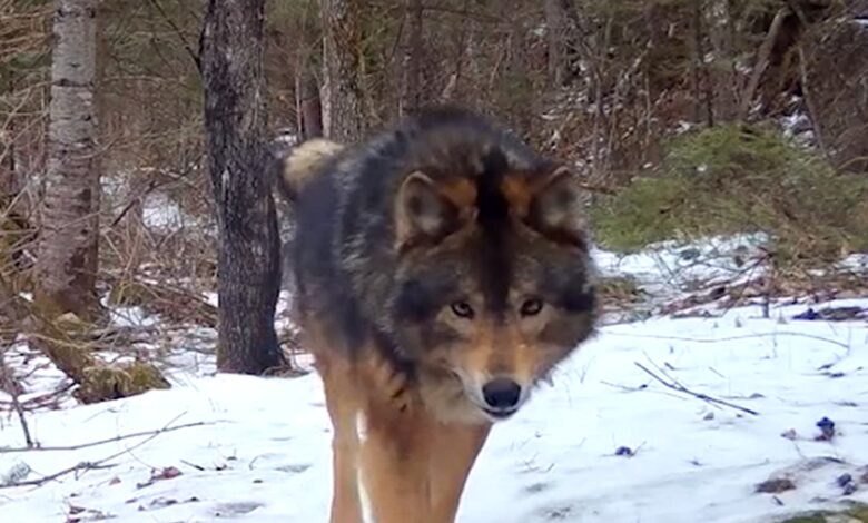 Mystery Beast in Minnesota Woods leaves experts baffled