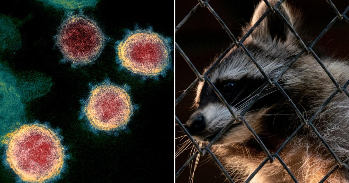 Scientists claim they have discovered the true origins of Covid-19