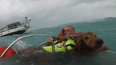 US Coast Guard rescues man and dog in dramatic video after hurricane damages boat