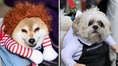 Dogs show off Halloween costumes at Howl'oween Festival in Toronto