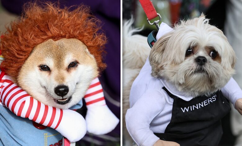 Dogs show off Halloween costumes at Howl'oween Festival in Toronto