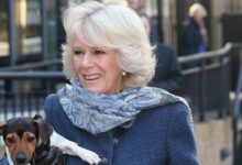 Queen Camilla's old dog Beth has died, Buckingham Palace has announced