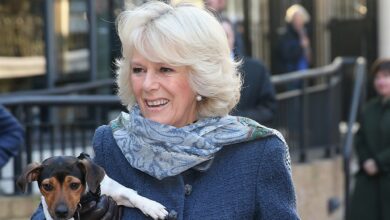 Queen Camilla's old dog Beth has died, Buckingham Palace has announced