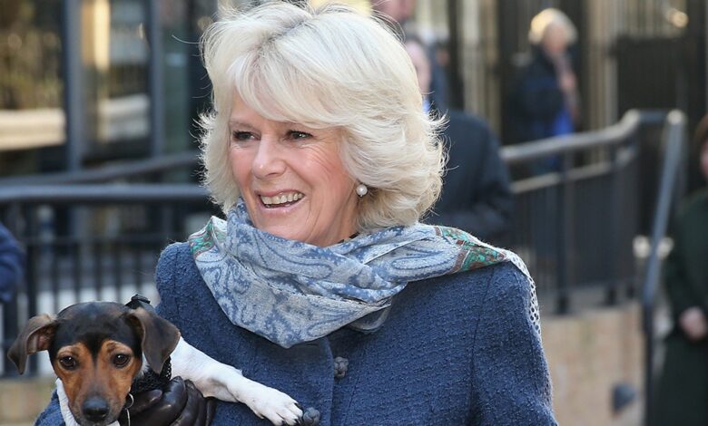 Queen Camilla's old dog Beth has died, Buckingham Palace has announced