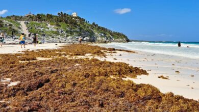 Sargassum Cleared On Tulum Beaches Falls Nearly 70 Percent in 2024