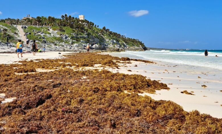 Sargassum Cleared On Tulum Beaches Falls Nearly 70 Percent in 2024