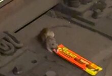 NYC Rat filmed dragging King-Size Reese's cups across subway tracks, on video