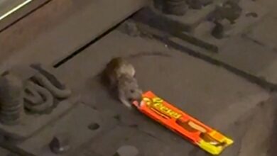 NYC Rat filmed dragging King-Size Reese's cups across subway tracks, on video