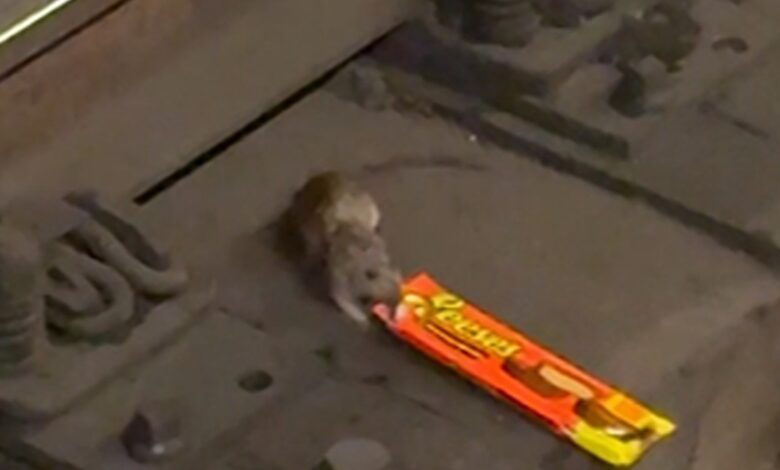 NYC Rat filmed dragging King-Size Reese's cups across subway tracks, on video