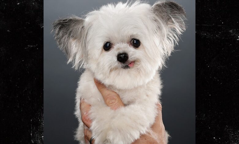 Norbert the viral therapy dog ​​dead at 15