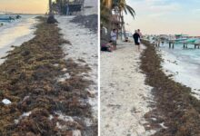 Mexican Caribbean Sees The First Significant Sargassum Invasion in 2025
