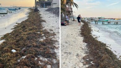 Mexican Caribbean Sees The First Significant Sargassum Invasion in 2025