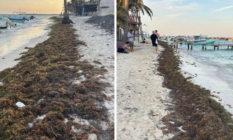 Mexican Caribbean Sees The First Significant Sargassum Invasion in 2025