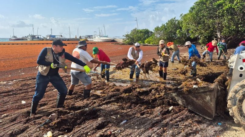 100 Tons of Sargassum Collected In This Part Of The Mexican Caribbean In One Day