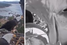 Bald Eagle Power Parpe breeds Eaglets after years of tragic losses, on video