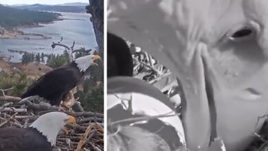 Bald Eagle Power Parpe breeds Eaglets after years of tragic losses, on video