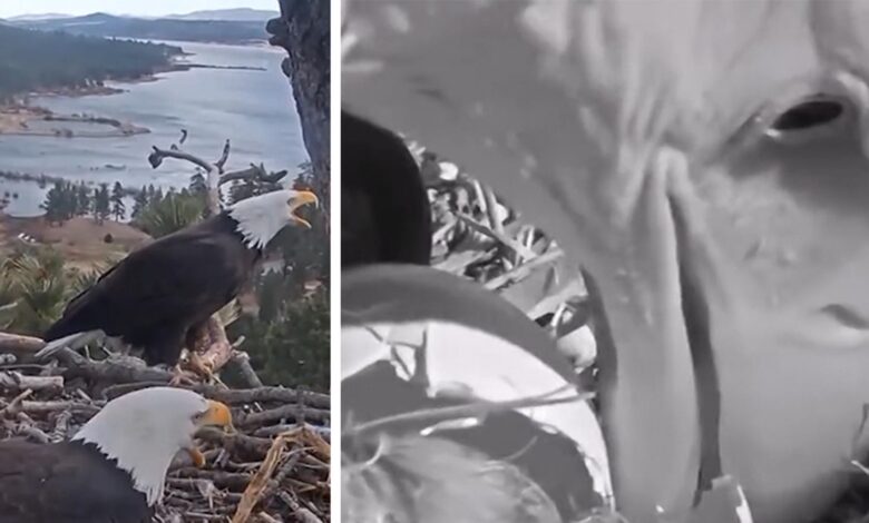 Bald Eagle Power Parpe breeds Eaglets after years of tragic losses, on video