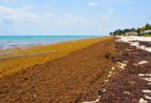 Mexican Navy Collects 1.5 Tons of Sargassum Along The Mexico's Beaches