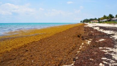 Mexican Navy Collects 1.5 Tons of Sargassum Along The Mexico's Beaches