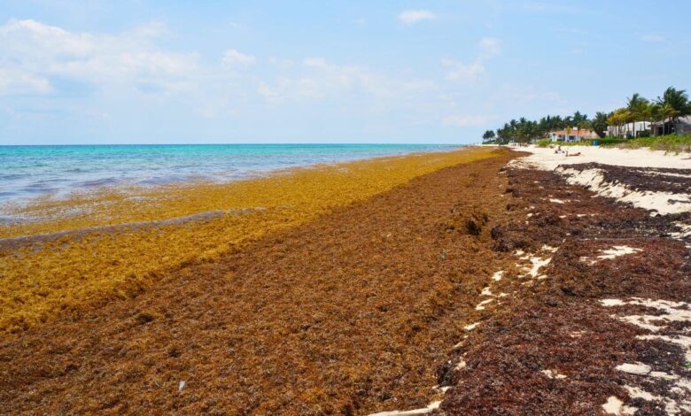 Mexican Navy Collects 1.5 Tons of Sargassum Along The Mexico's Beaches