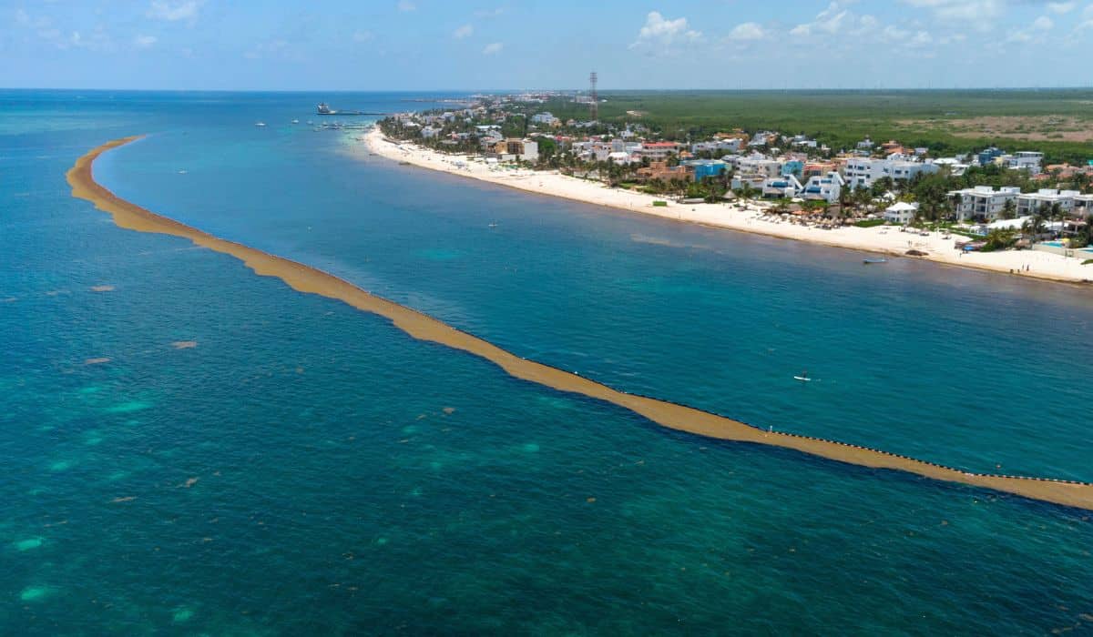 1.5 miles anti-Sargassum barrier installed in Playa del Carmen to protect tourism and the ecosystem