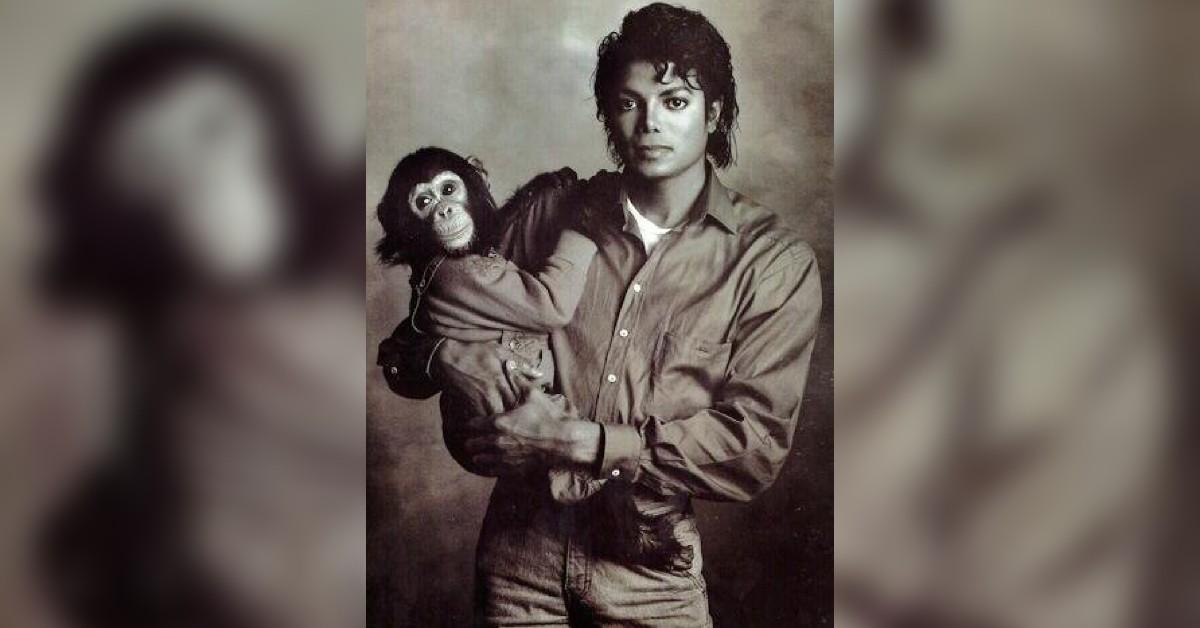 Michael Jackson's famous chimpan bubbles celebrates the 42nd birthday