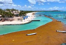 31M Tons of Sargassum Heading Towards the Beaches of Florida, Mexico, and the Caribbean
