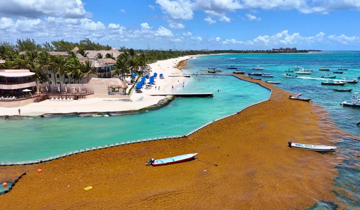 31M Tons of Sargassum Heading Towards the Beaches of Florida, Mexico, and the Caribbean