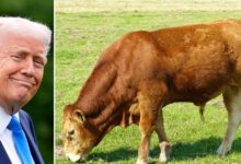 America's 'beef deal' with the UK are British shoppers scared