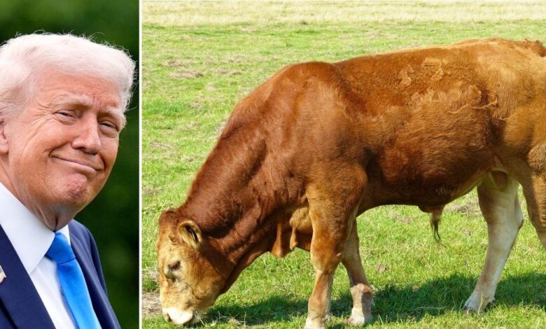 America's 'beef deal' with the UK are British shoppers scared