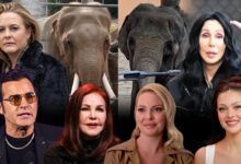 Cher -signs letter to La Mayor against transfer of zoo elephants to Tulsa