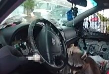 Raccoon grabs pipe and puts it in the mouth during the woman's arrest on video