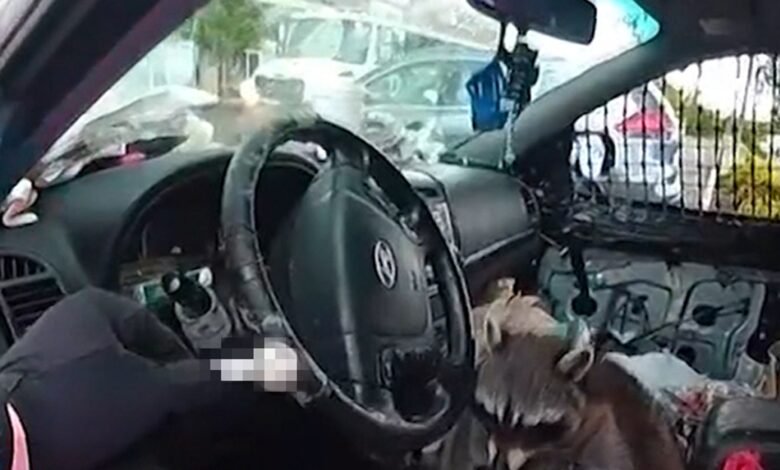 Raccoon grabs pipe and puts it in the mouth during the woman's arrest on video
