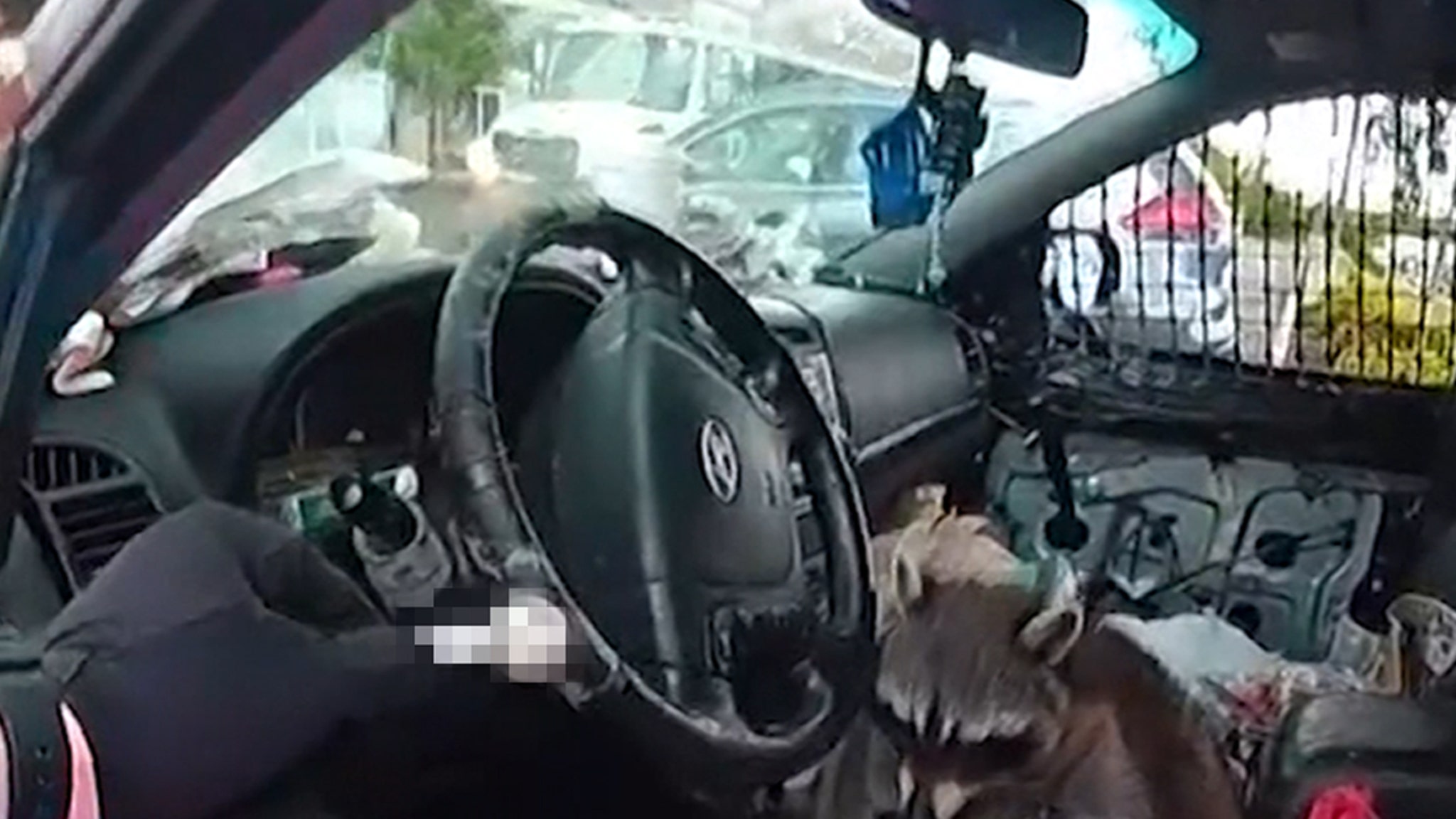 Raccoon grabs pipe and puts it in the mouth during the woman's arrest on video