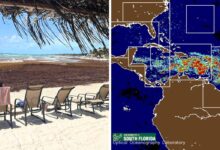 Satellite Images Reveal Record Sargassum Influx in Florida and Cancun in May
